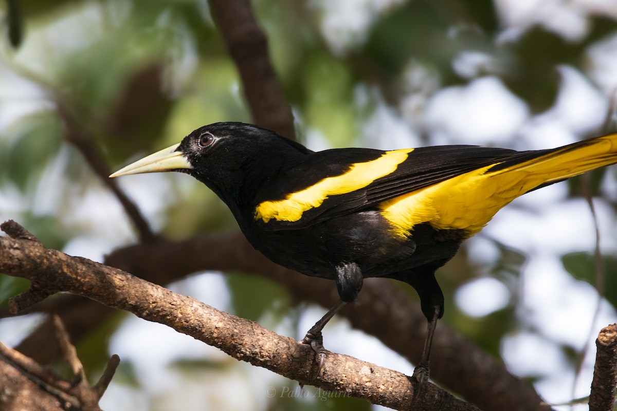 Yellow-winged Cacique - ML614149555