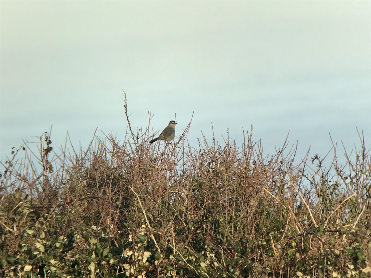 Gray Catbird - ML614149584