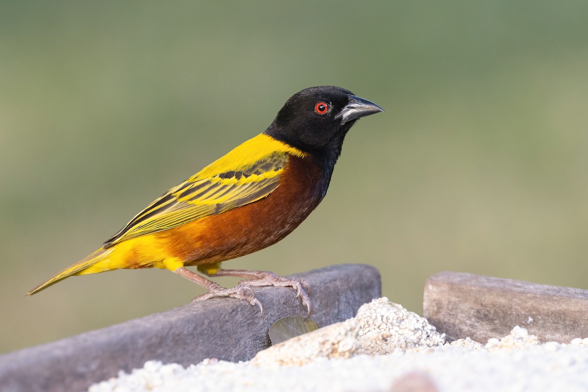 Golden-backed Weaver - ML614149615