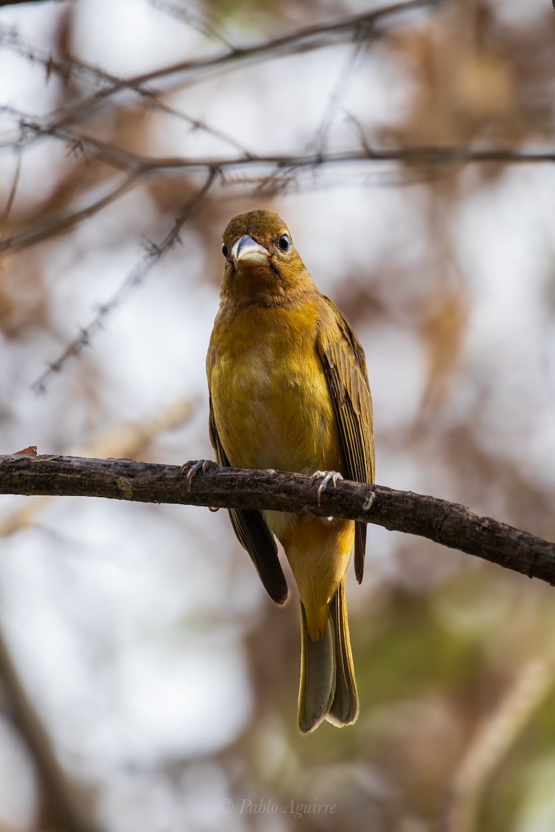 Summer Tanager - Juan Pablo Aguirre Gutierrez