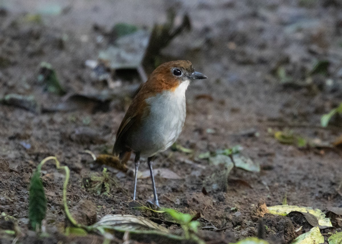 White-bellied Antpitta - ML614149674