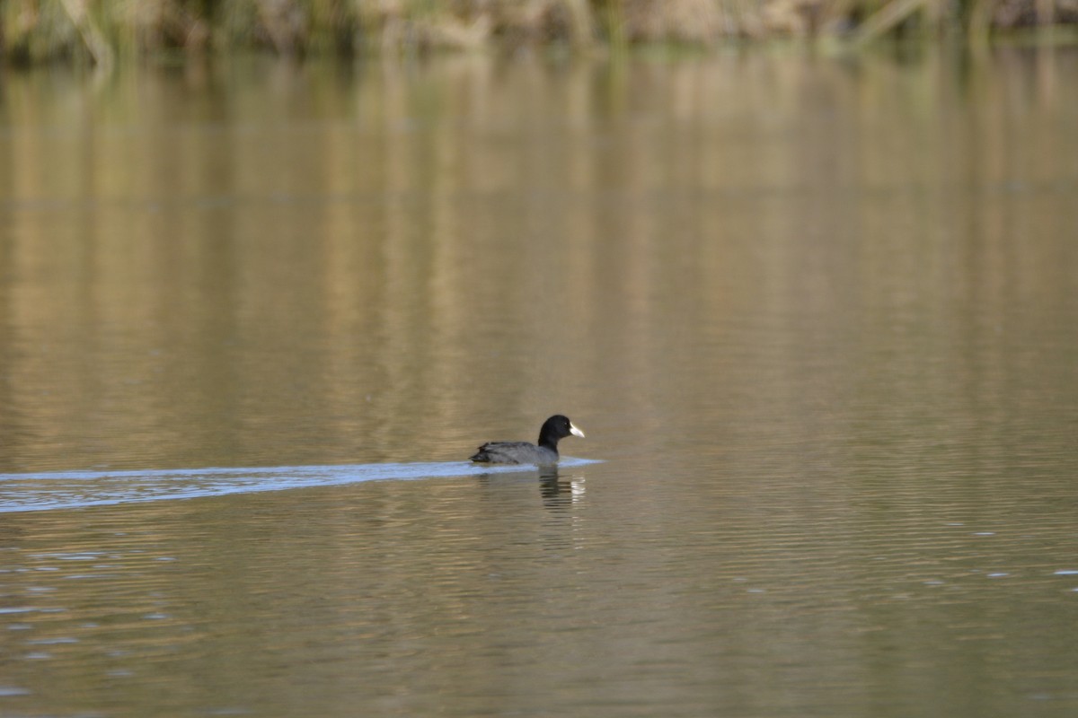 Eurasian Coot - ML614149683