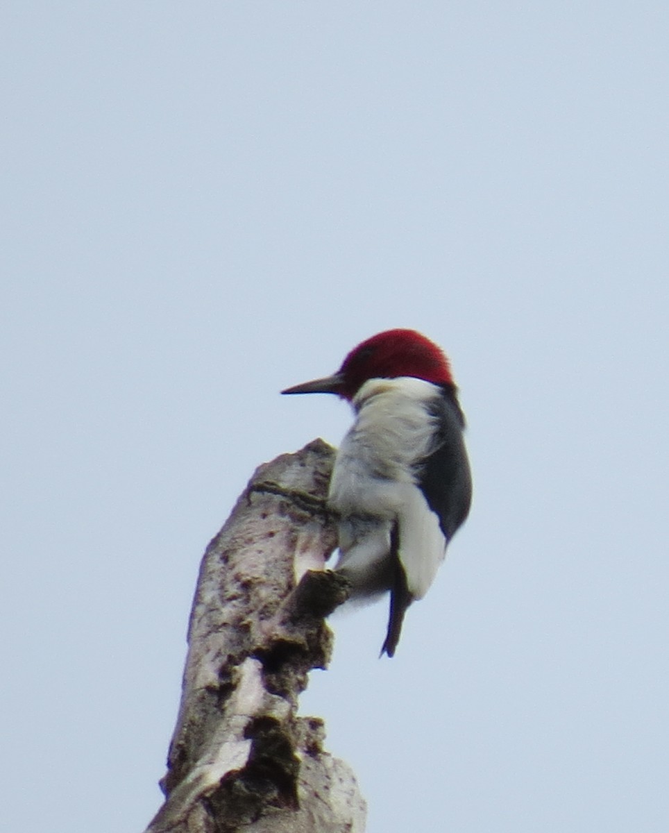 Red-headed Woodpecker - ML614149726