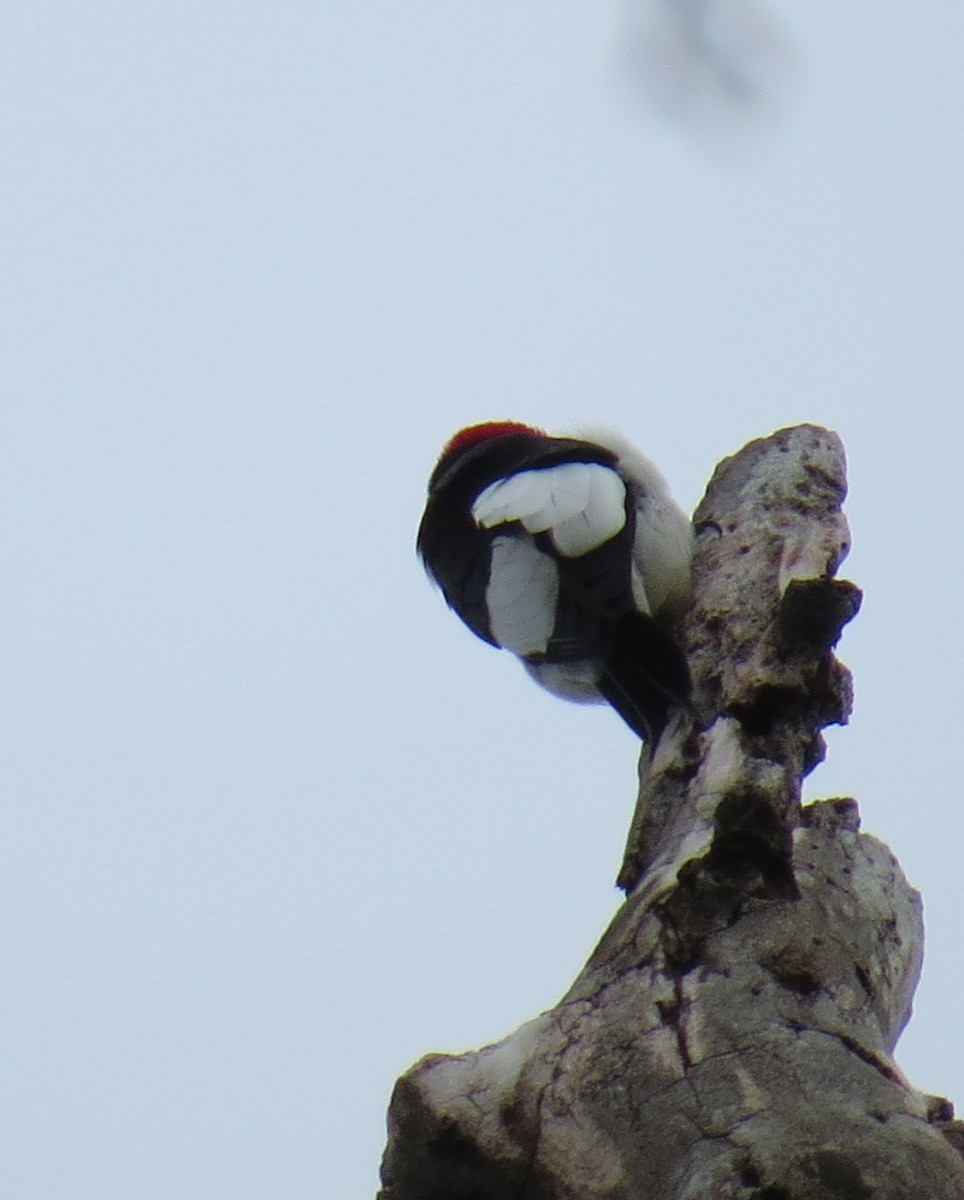 Red-headed Woodpecker - ML614149747