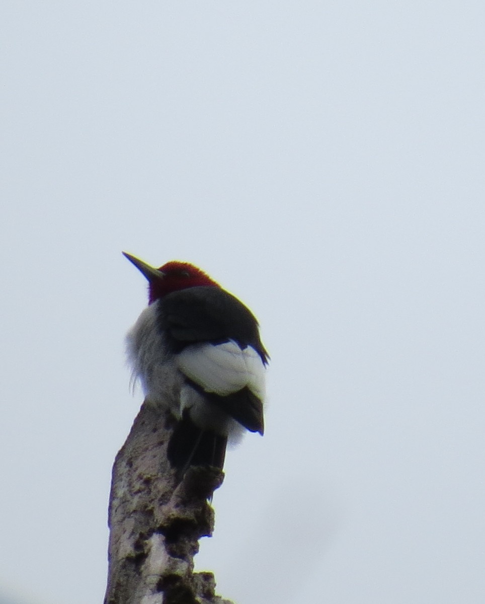 Red-headed Woodpecker - ML614149749