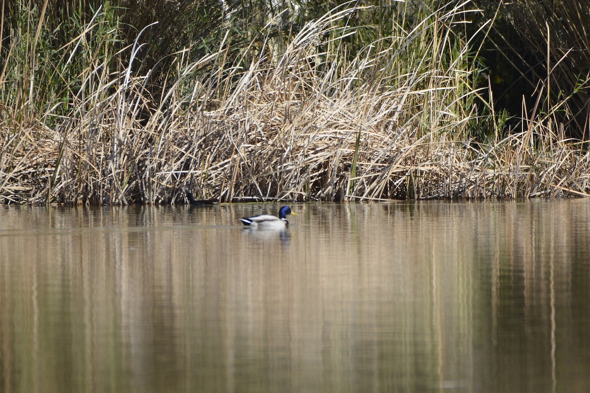 Canard colvert - ML614149820