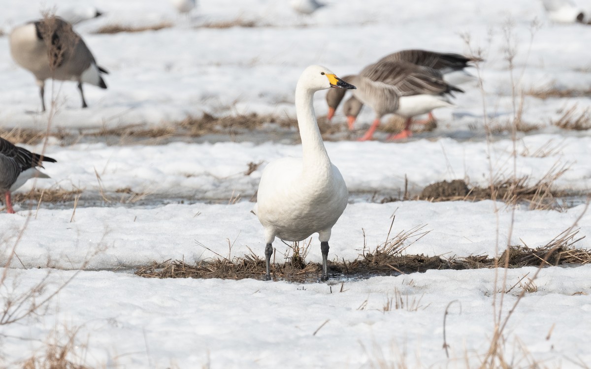 Tundra Swan - ML614149860