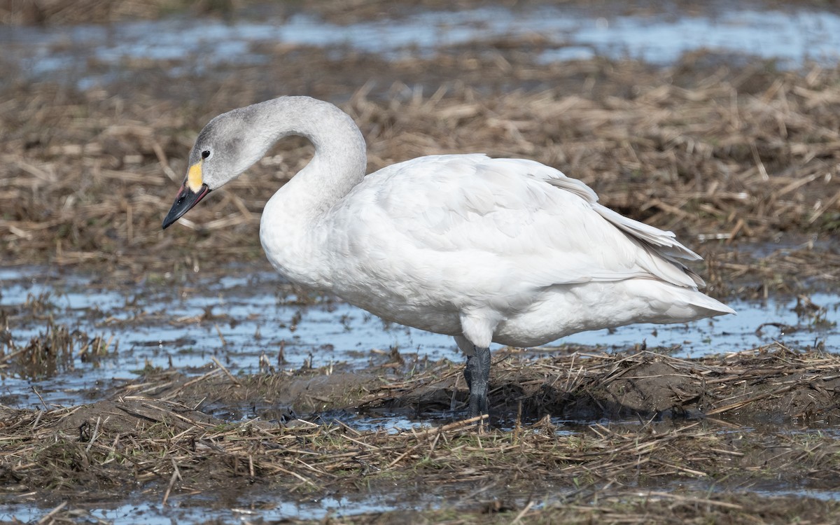 Tundra Swan - ML614149861