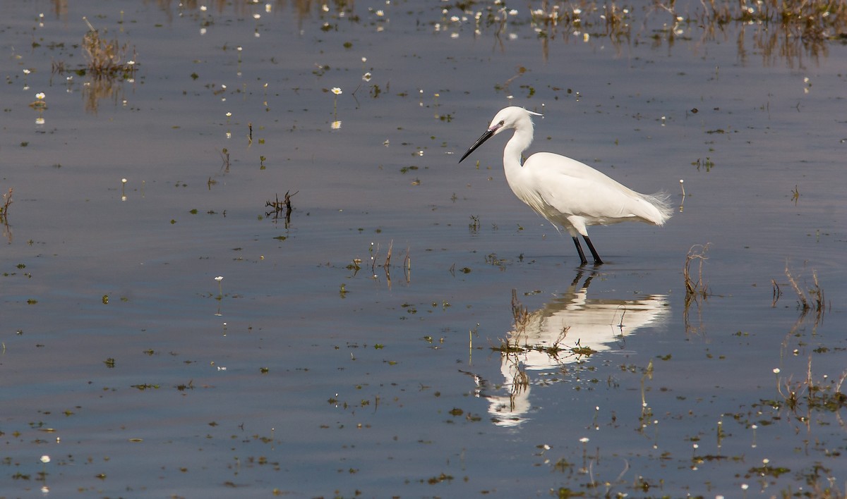 Little Egret - ML614149873