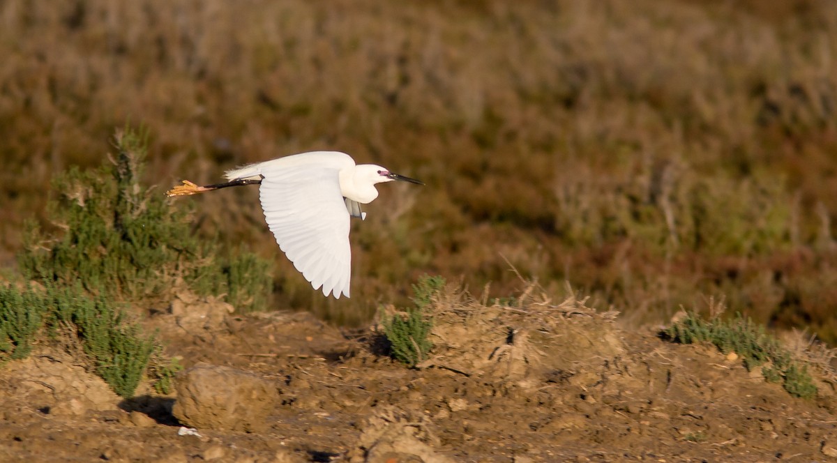 Little Egret - ML614149874