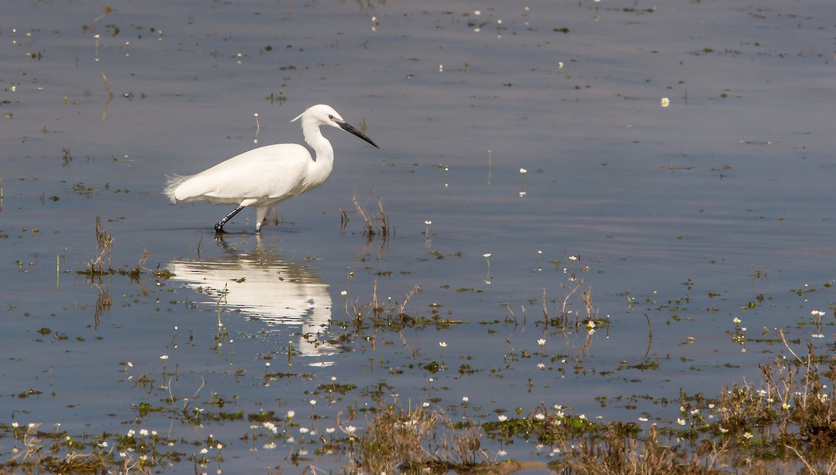 Little Egret - ML614149875