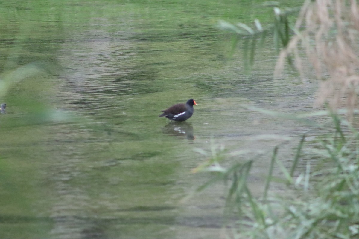 Common Gallinule - Alejandro Aguilar