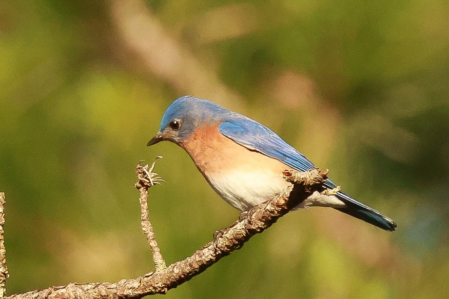 Eastern Bluebird - ML614149972