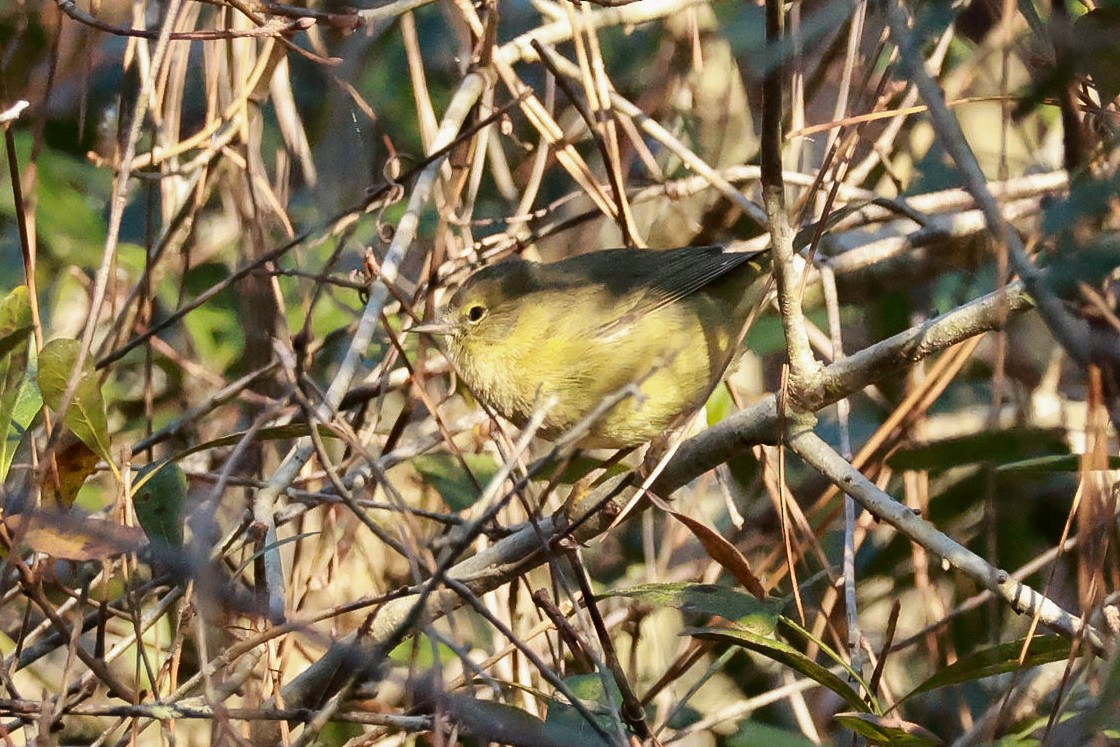 Orange-crowned Warbler - ML614149992