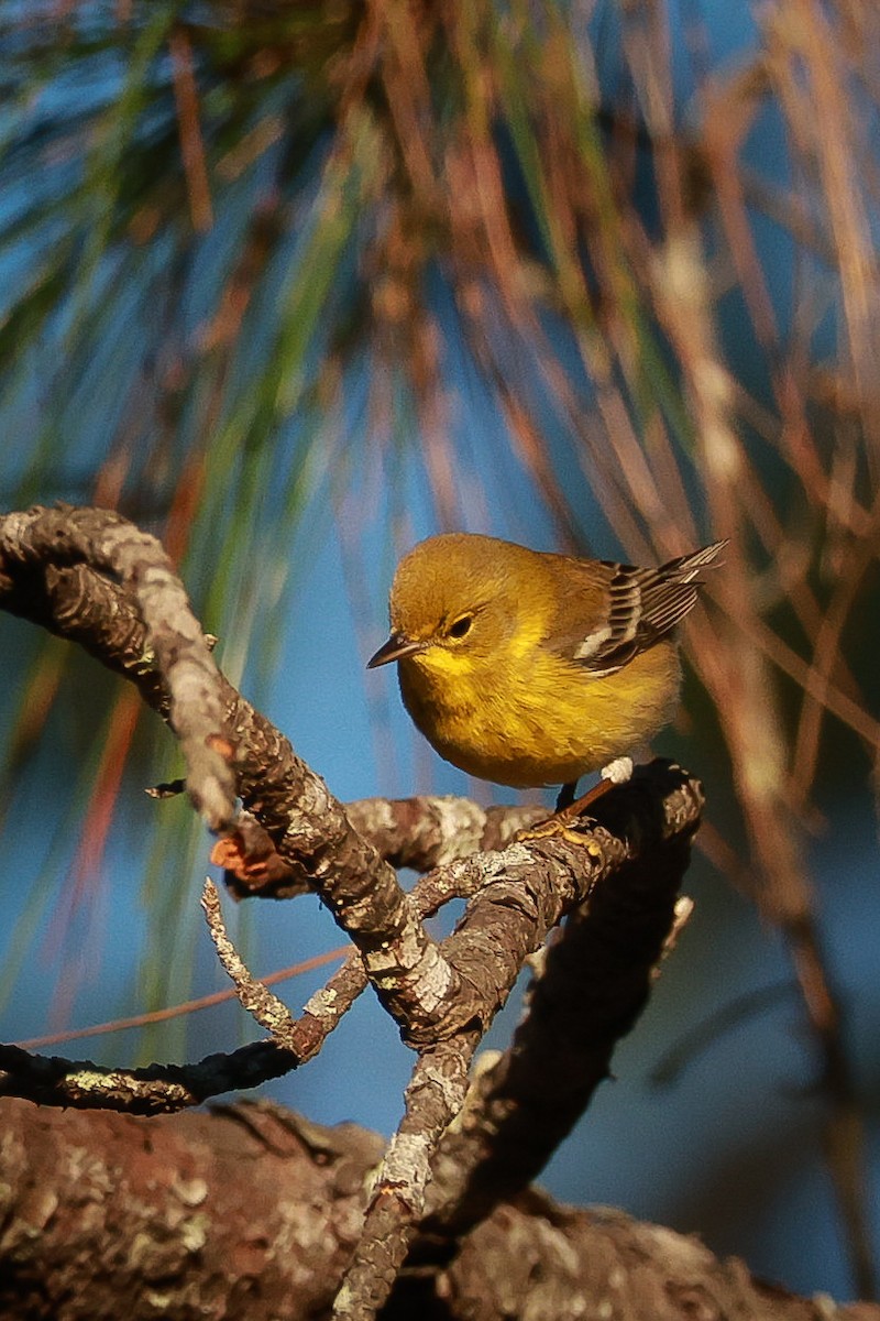 Pine Warbler - ML614150005