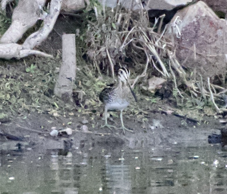 Wilson's Snipe - ML614150051