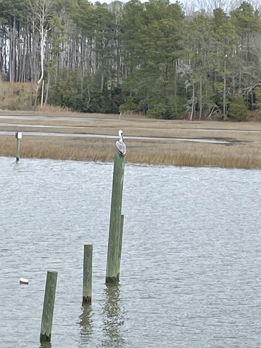 Brown Pelican - ML614150053