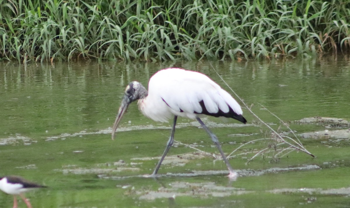 Wood Stork - Alejandro Aguilar