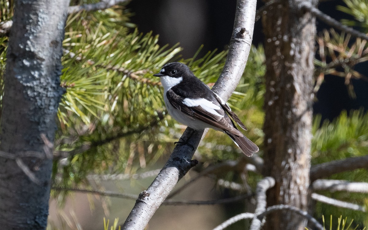 European Pied Flycatcher - ML614150198