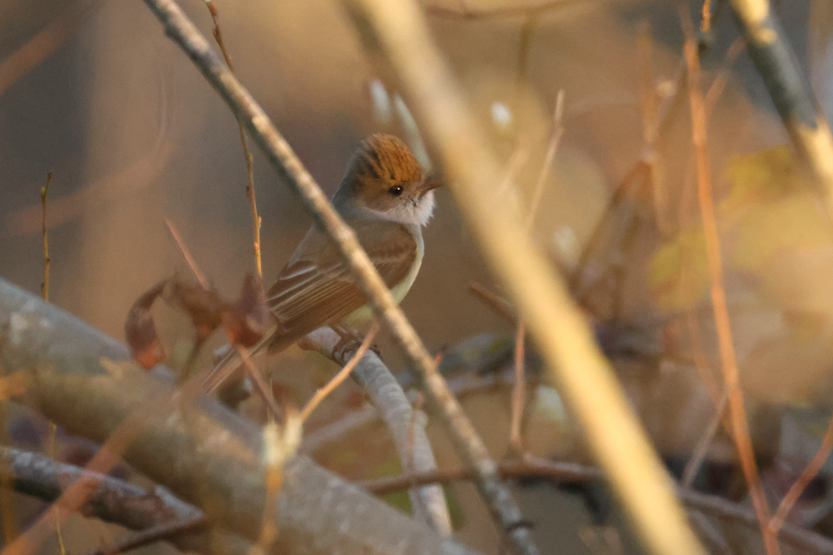 Dusky-capped Flycatcher - ML614150219