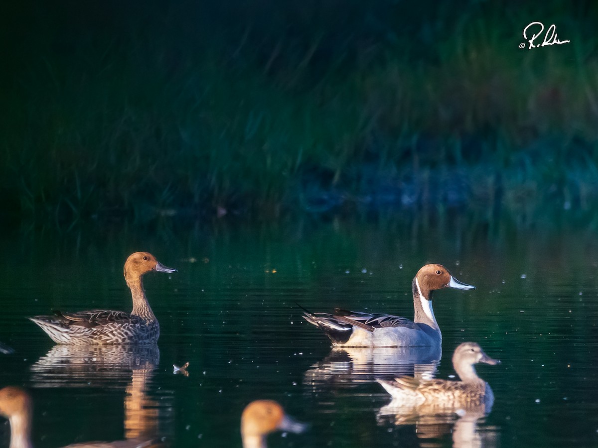 ostralka štíhlá - ML614150223