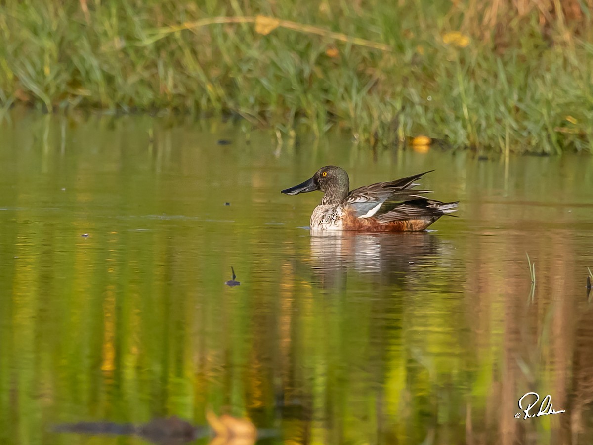 lžičák pestrý - ML614150231