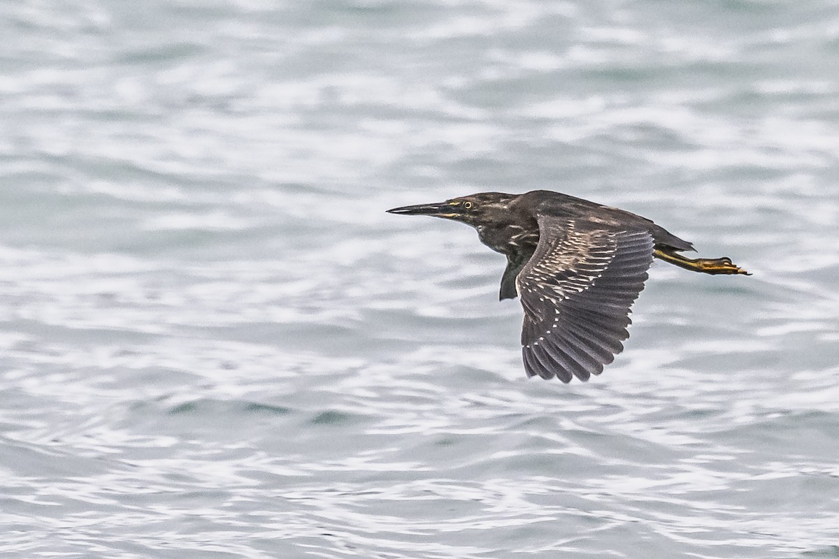 Striated Heron - ML614150238