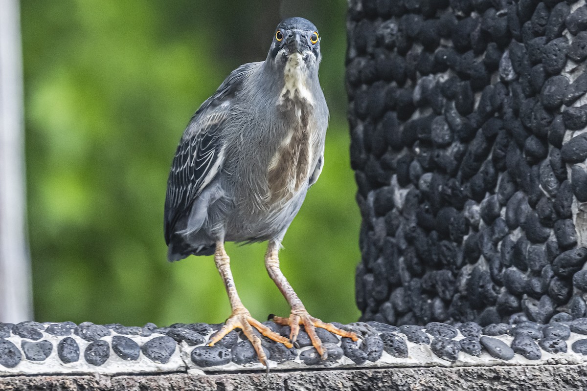 Striated Heron - ML614150244
