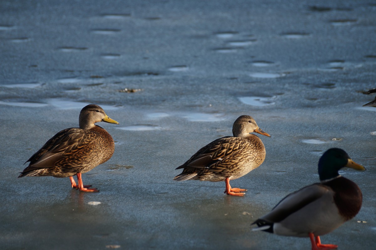 Mexican Duck - ML614150265