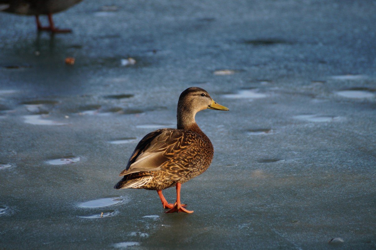 Mexican Duck - ML614150266