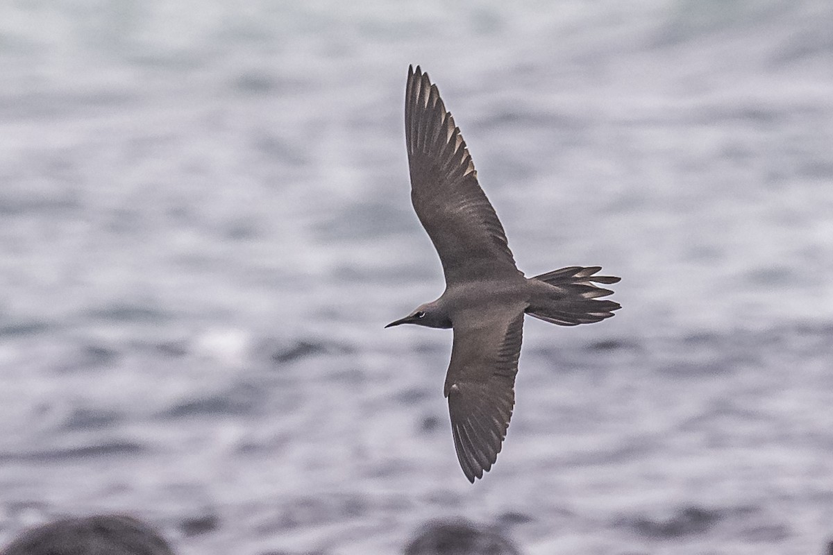 Brown Noddy - ML614150294