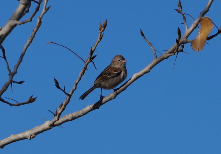 Field Sparrow - ML614150322