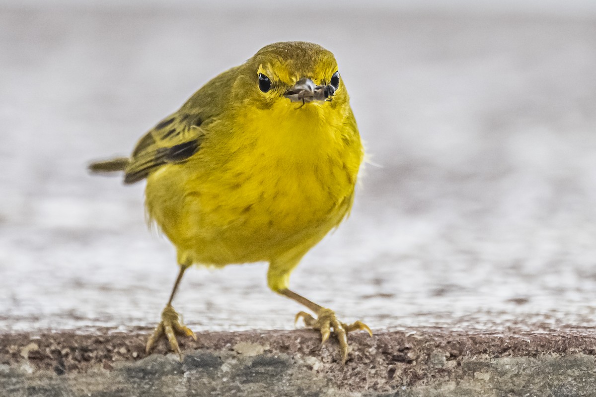 Yellow Warbler - Amed Hernández