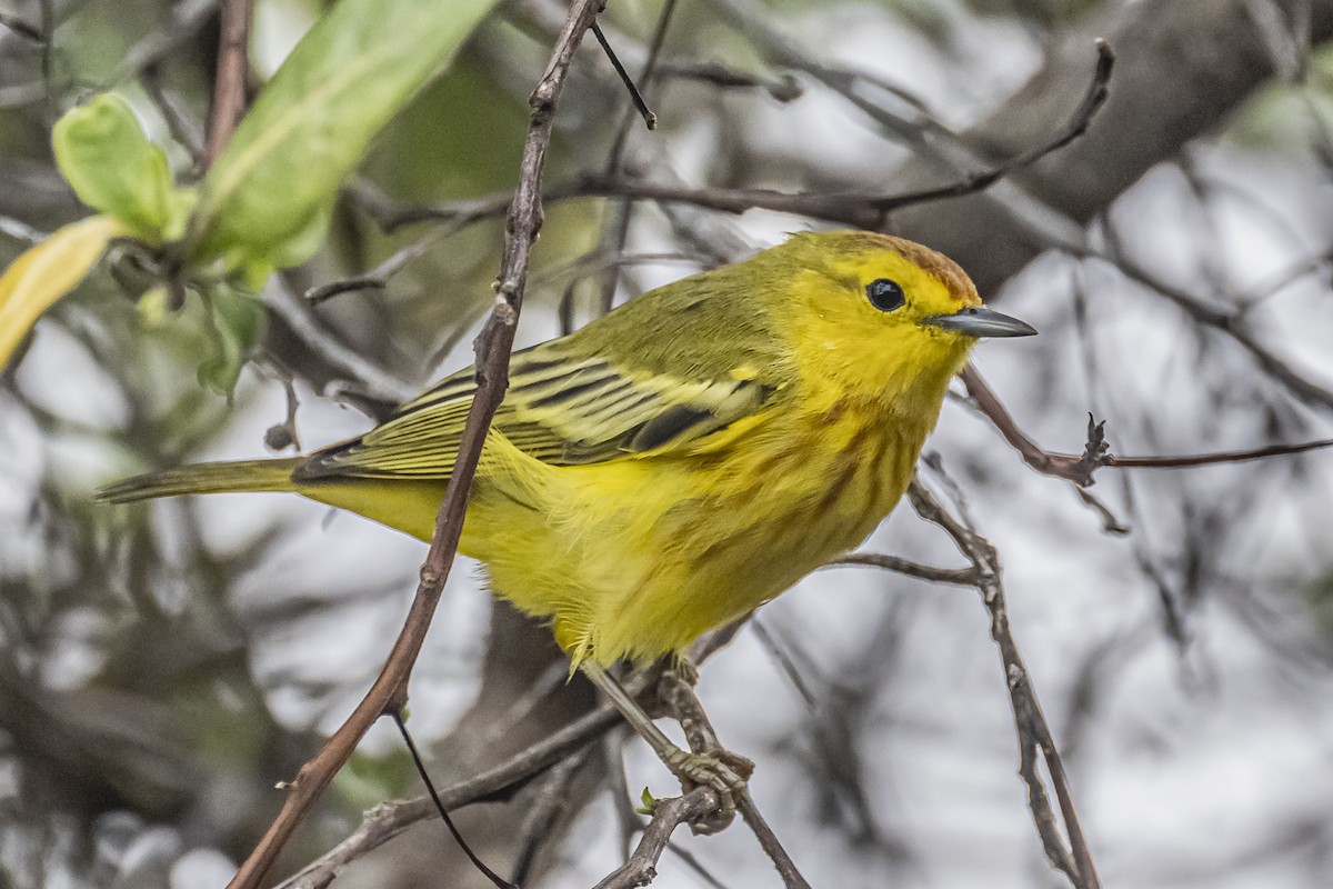 Yellow Warbler - Amed Hernández