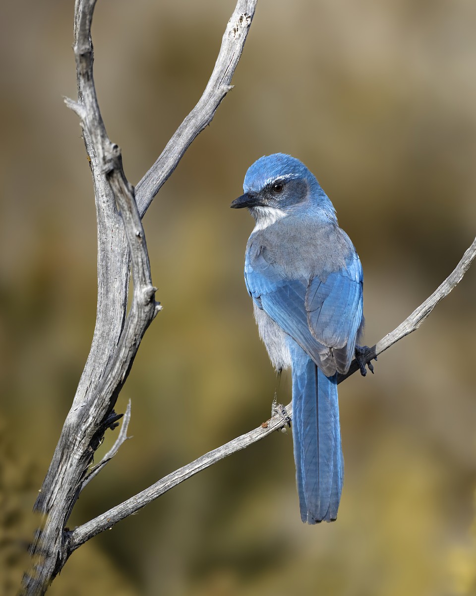 Woodhouse's Scrub-Jay - ML614150451