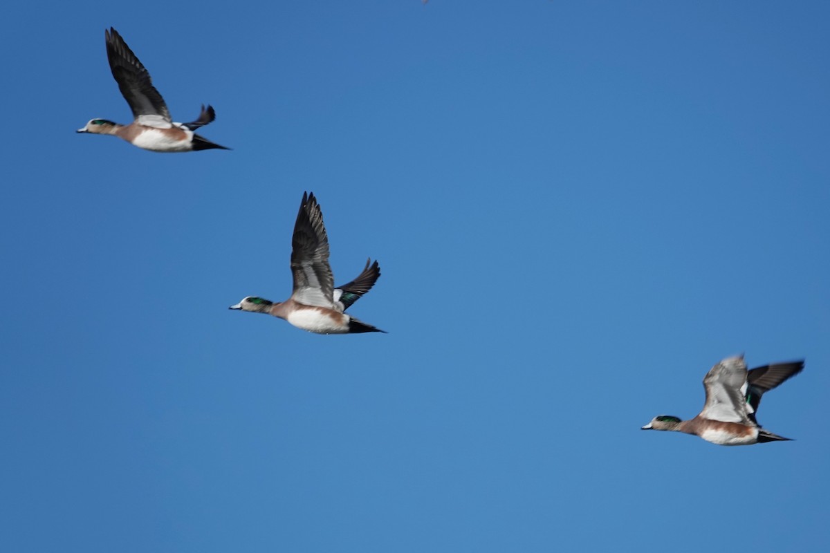 American Wigeon - ML614150493