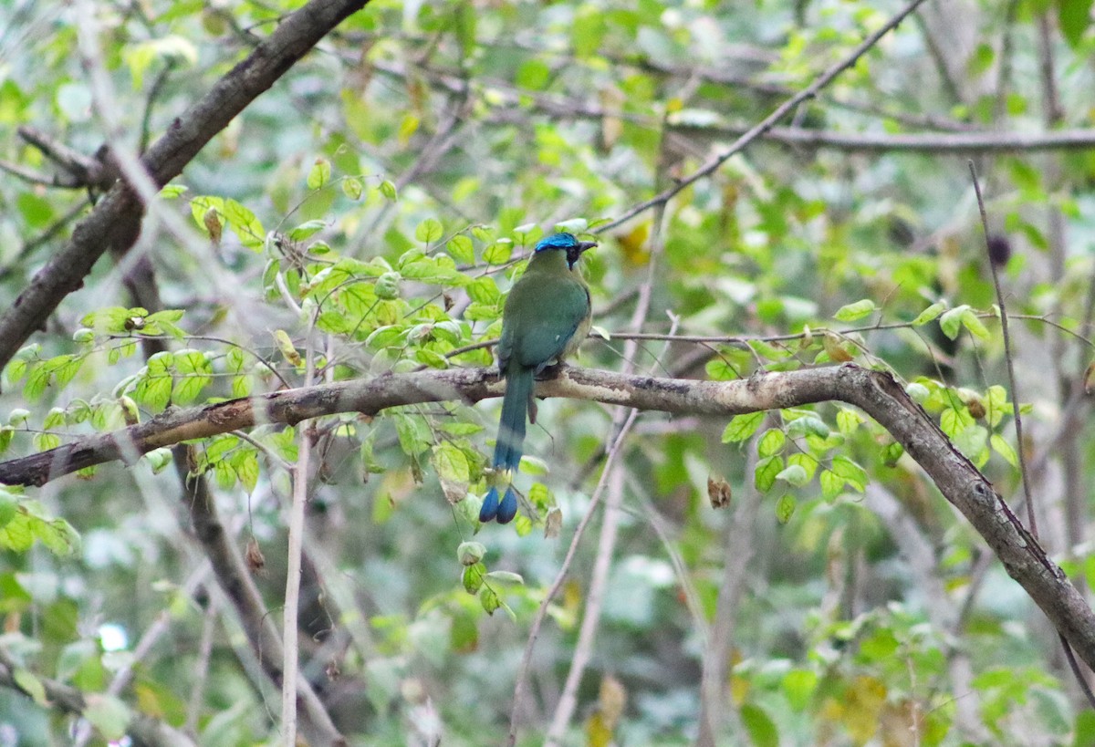 Blue-capped Motmot - ML614150532