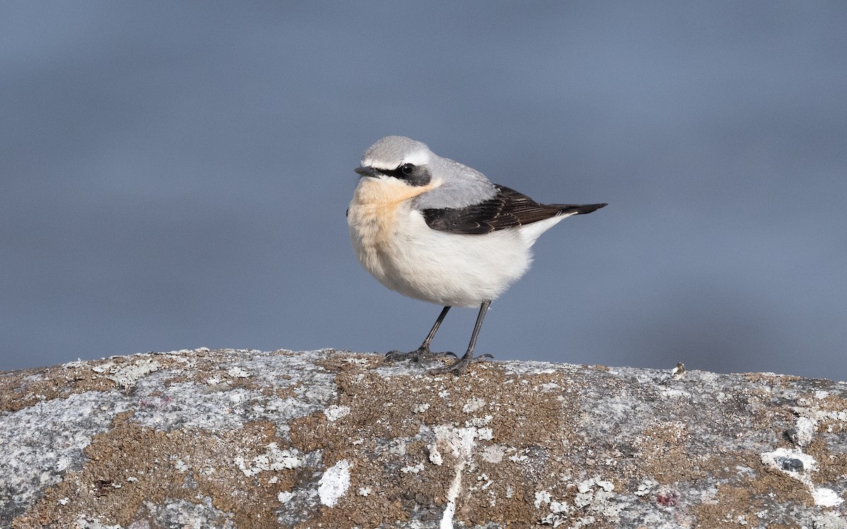 Northern Wheatear - ML614150569