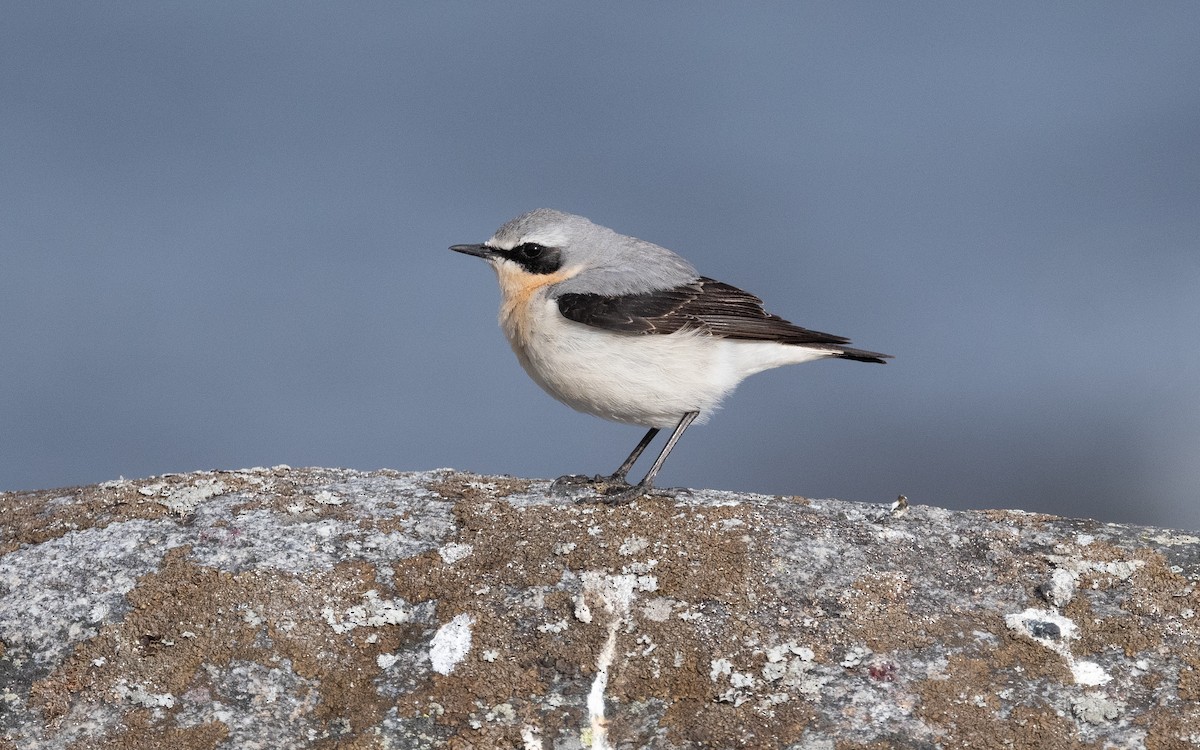 Northern Wheatear - ML614150570