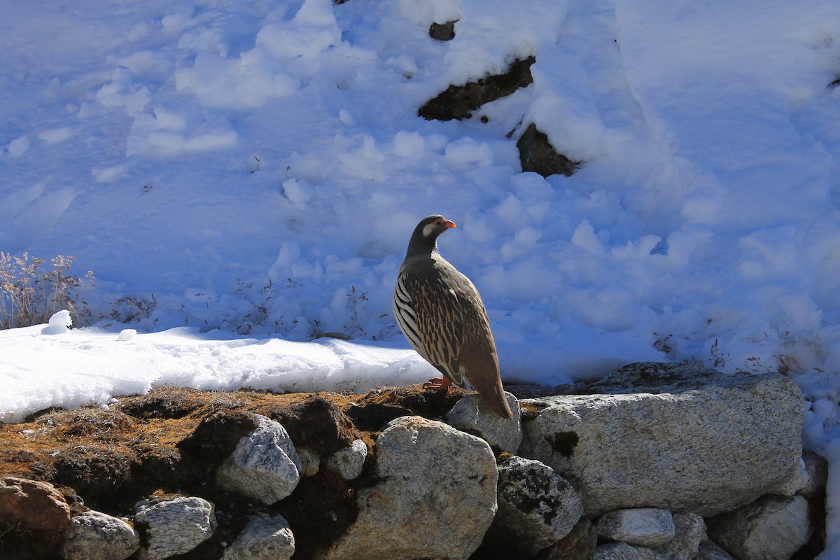 Tibetan Snowcock - Simon Barrett