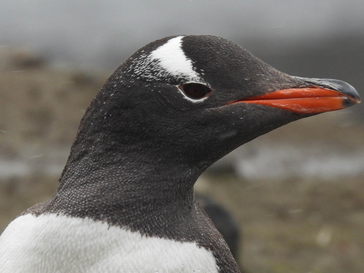 Gentoo Penguin - ML614150836