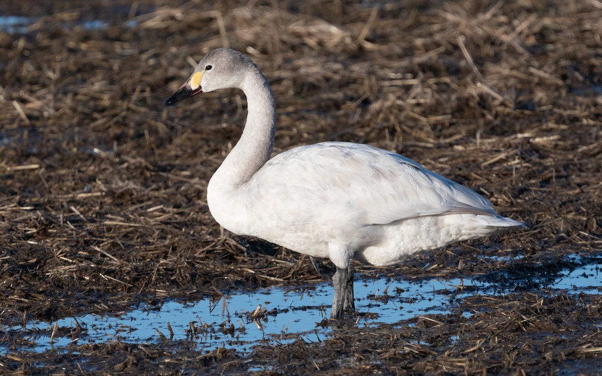 Tundra Swan - ML614150918