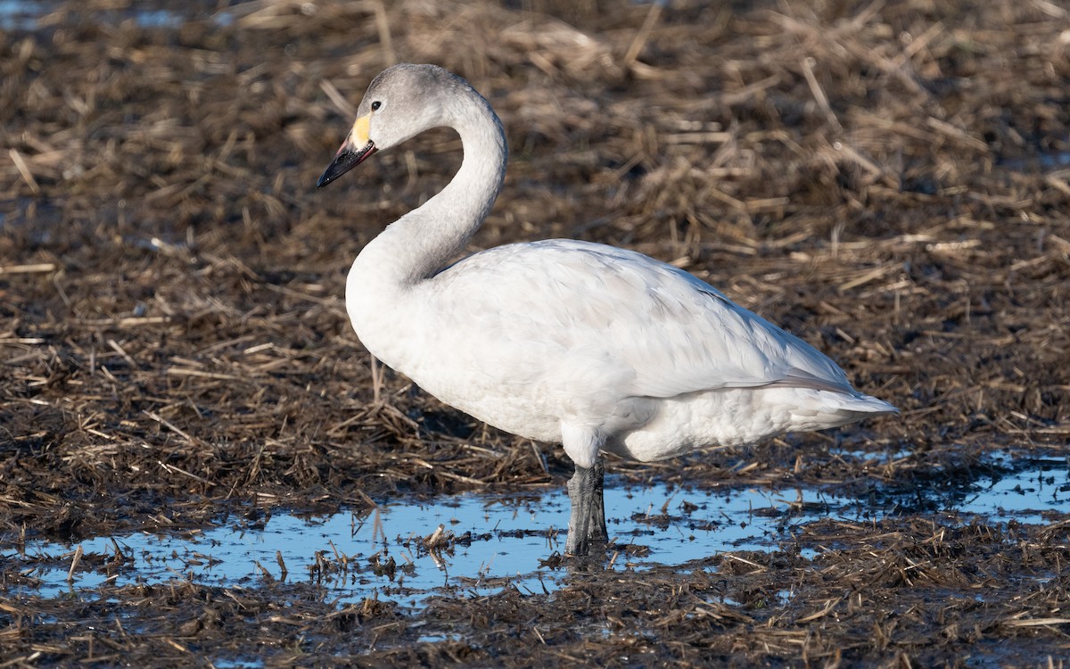 Tundra Swan - ML614150919