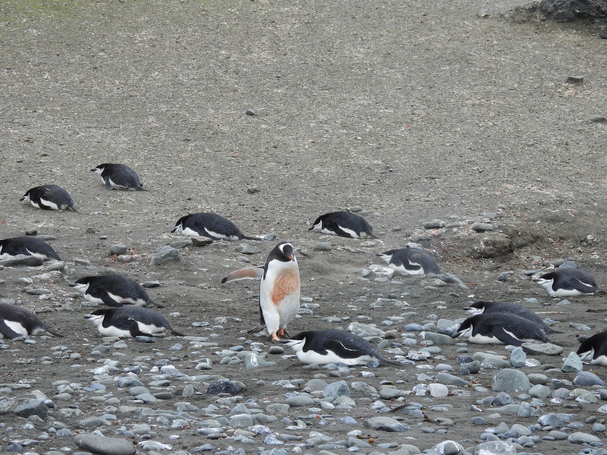 Gentoo Penguin - Harriet Neill