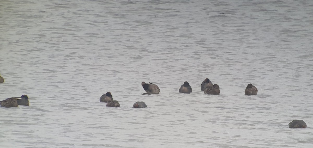 Green-winged Teal (Eurasian x American) - ML614150963