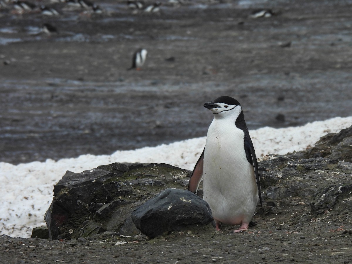 Пінгвін антарктичний - ML614151006