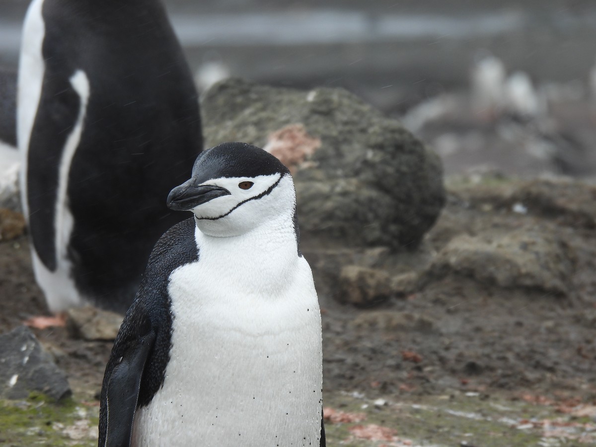Антарктический пингвин - ML614151010