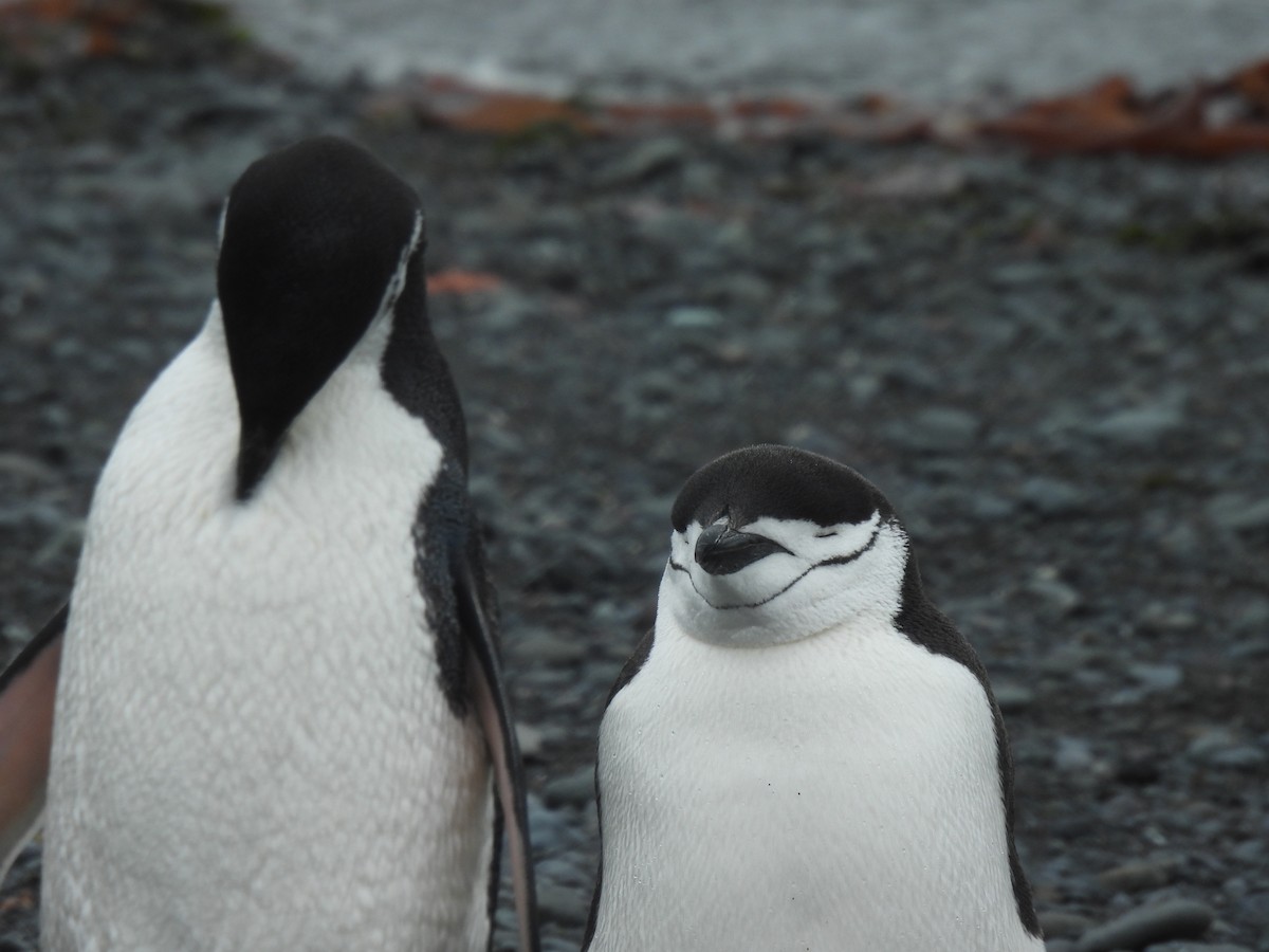 Пінгвін антарктичний - ML614151011