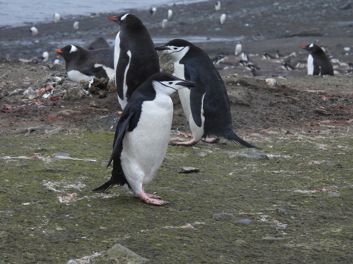 Антарктический пингвин - ML614151012