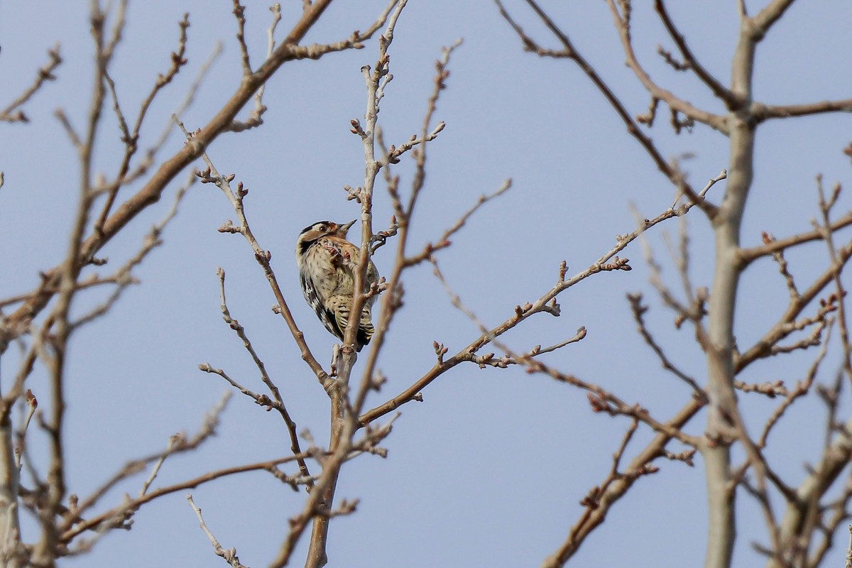 Lesser Spotted Woodpecker - César Diez González